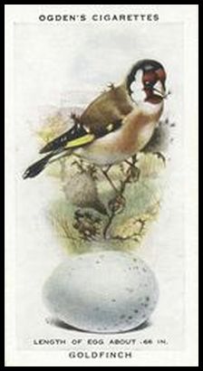 9 Goldfinch